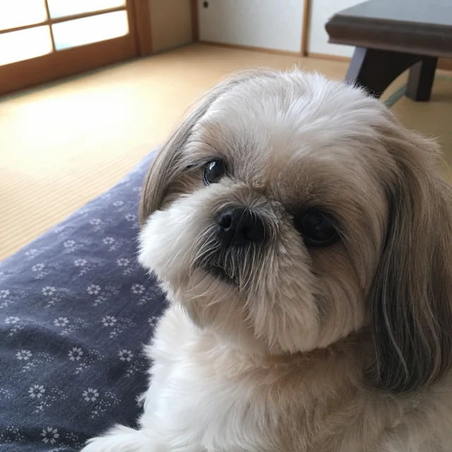 きなこ