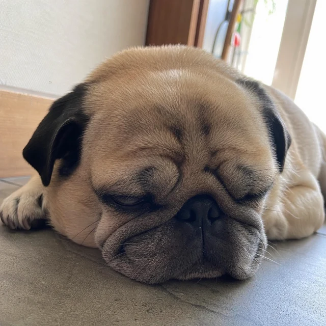 あんこ