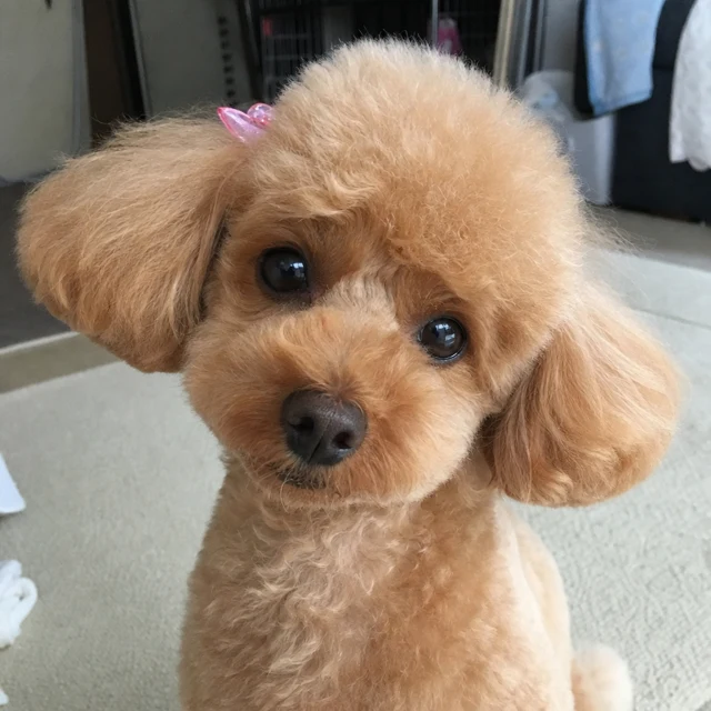 モカ
