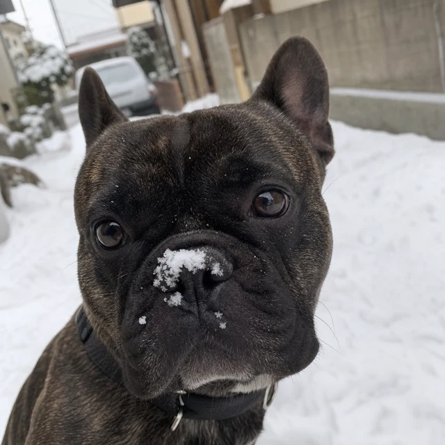 ごま